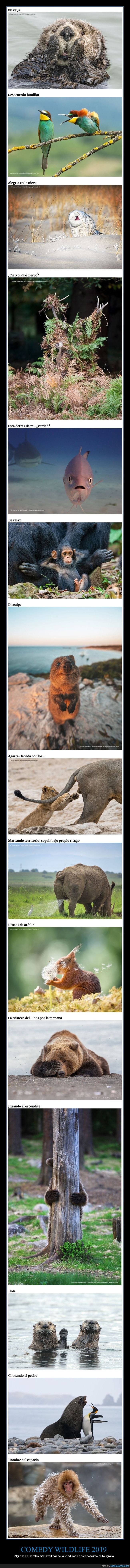 comedy wildlife,concurso,fotografía,animales